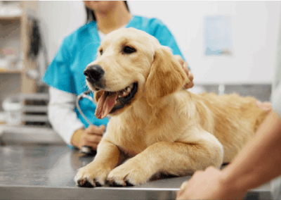 Specialty Insurer Creates Personalized Experiences, Doubles Conversions