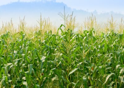 A Bountiful Harvest: Continual Identity Resolution and a Pristine, Profitable Golden Record