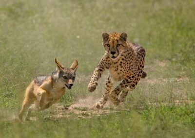 Evolutionary Programming: The Survival of the “Fittest” Data Models