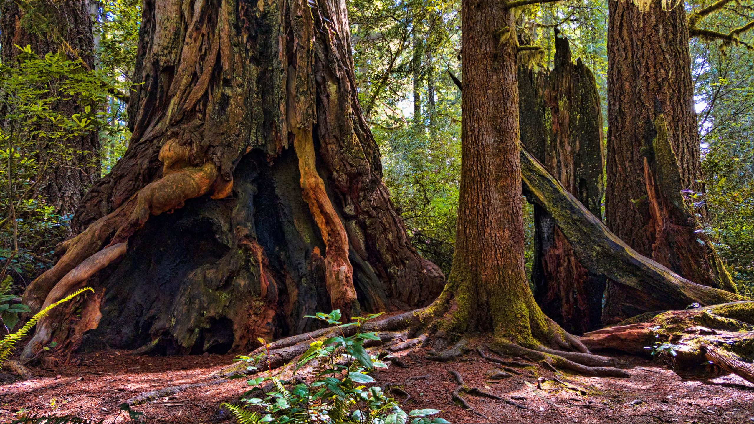 giant-redwood-trees-in-forest-scaled
