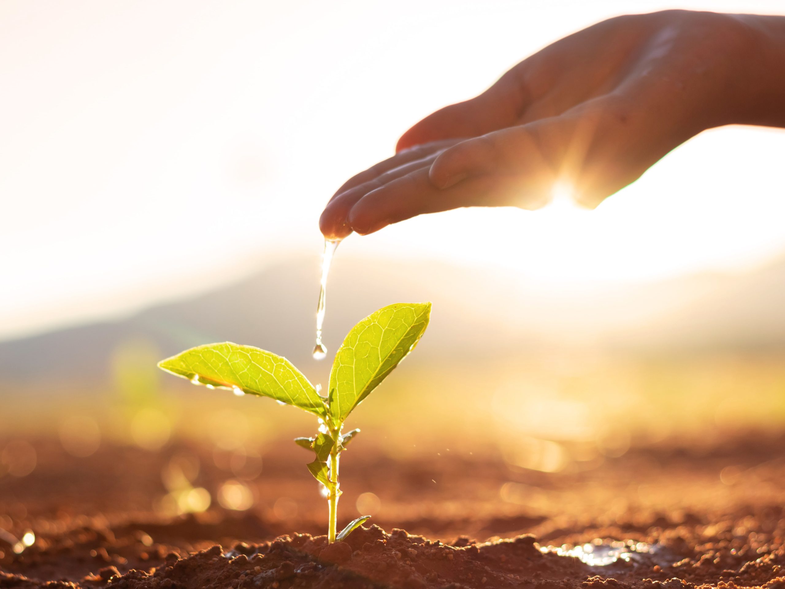 hand-watering-baby-plants-growing-scaled