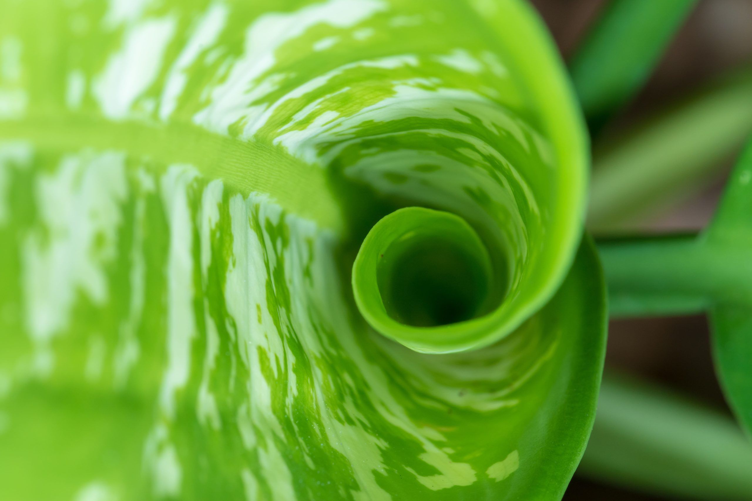 macro-spiral-leaf-scaled