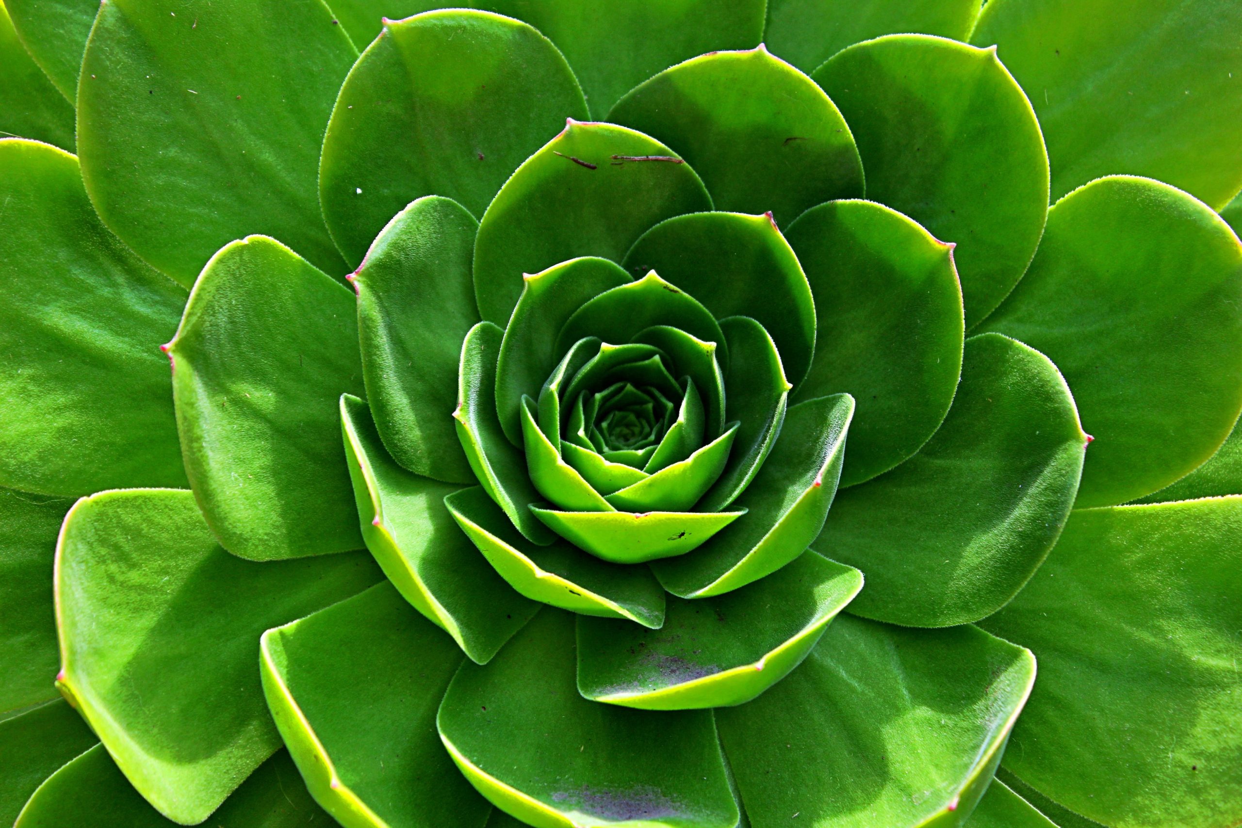 macro-succulent-plant-scaled macro-succulent-plant-scaled
