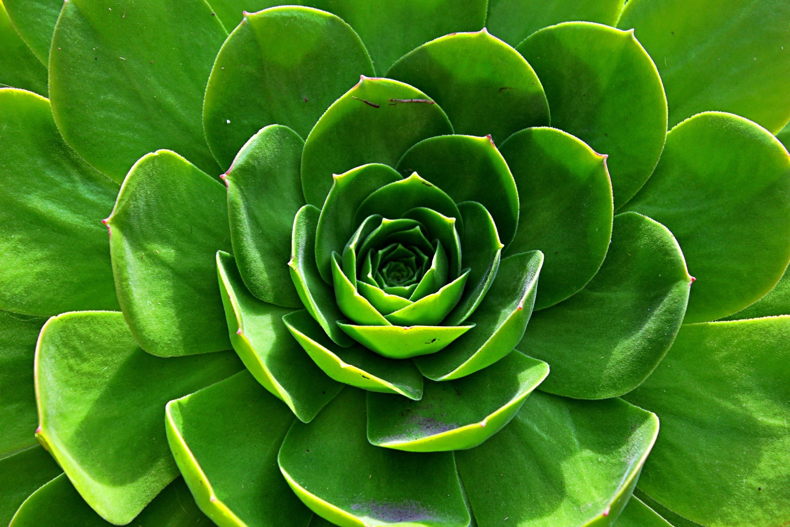 macro-succulent-plant-scaled