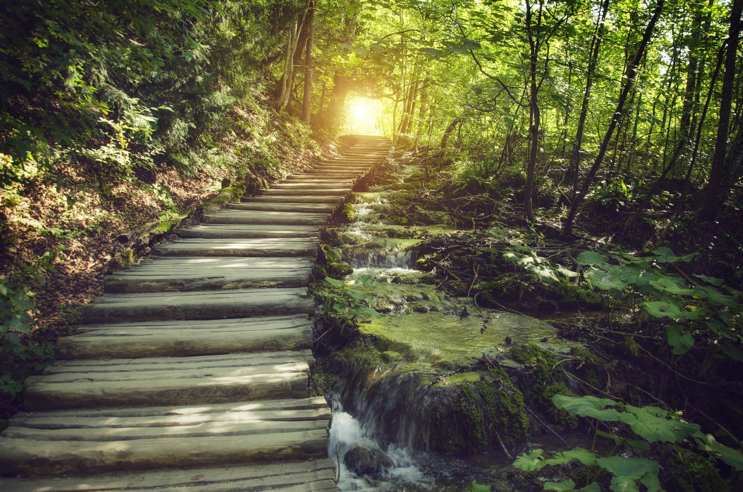 quiet-lane-by-beautiful-forest-stream-scaled